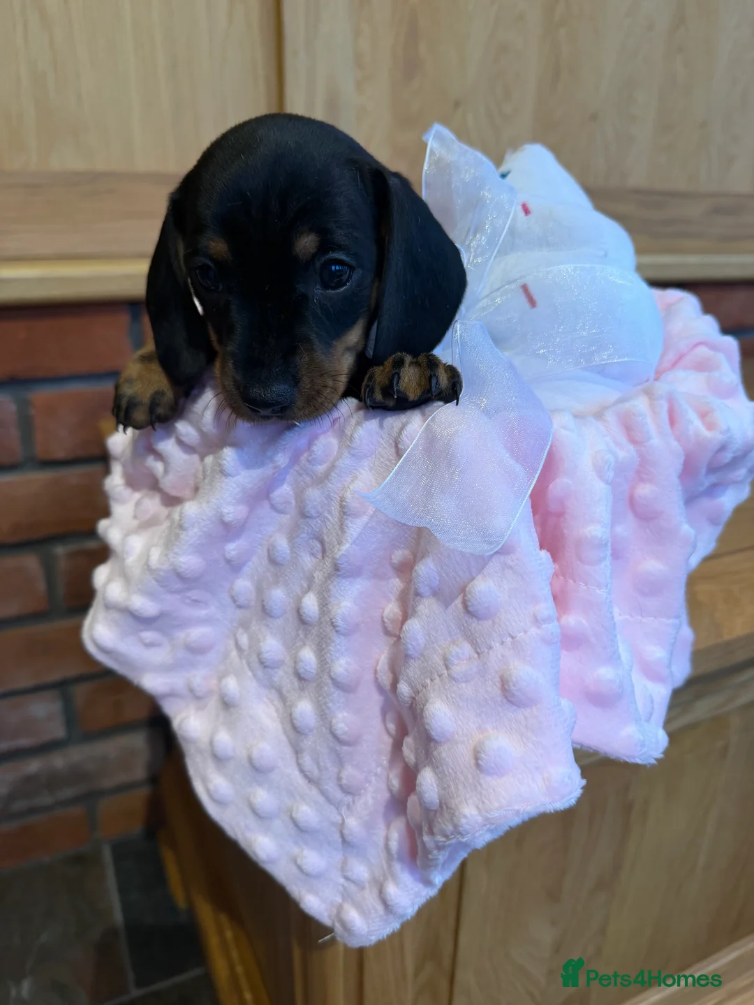Dachshund dogs for sale: Miniature dachshunds  - Advert 16