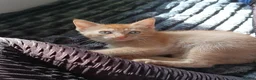 Mixed Breed cats for sale: Sphynx cross siamese - Advert 3