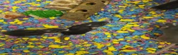 Rat rodents for sale: Adorable baby female rats - Advert 4