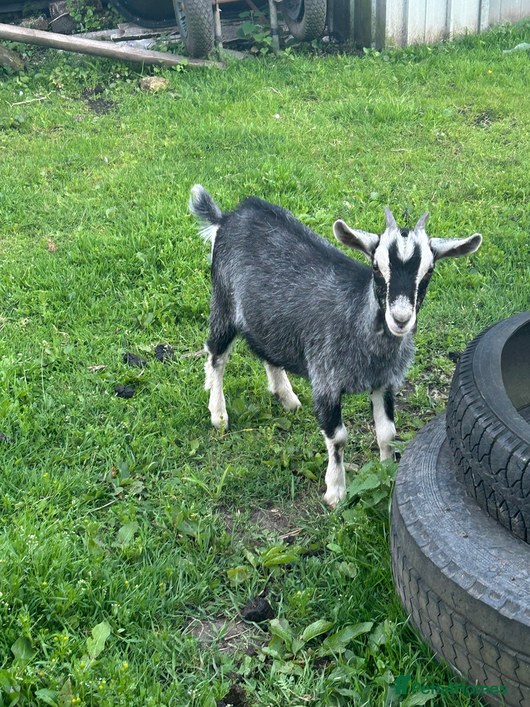 Goats livestock for sale: Pygmy X - Image 8