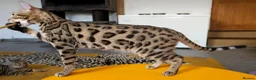 Bengal cats for sale: Striking Brown Rosetted Boy  - Advert 4