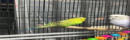 Budgerigars birds for sale: 2male Budgerigar  in Saint Helens - Advert 10