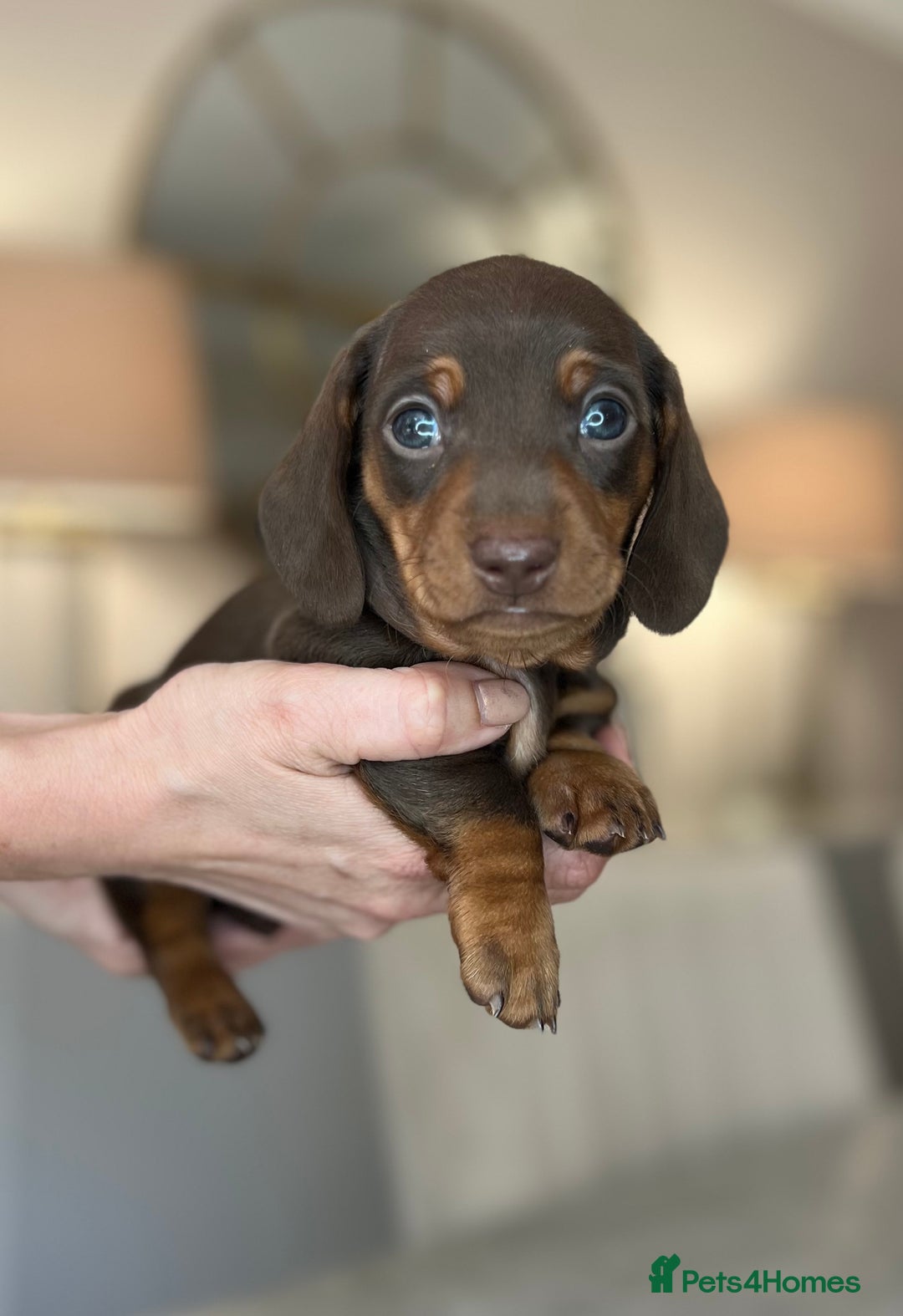 Miniature Dachshund dogs for sale: Ronnie Rocket - Stunning Last Remaining Girl PRA KC Mini Dachshund - Image 24