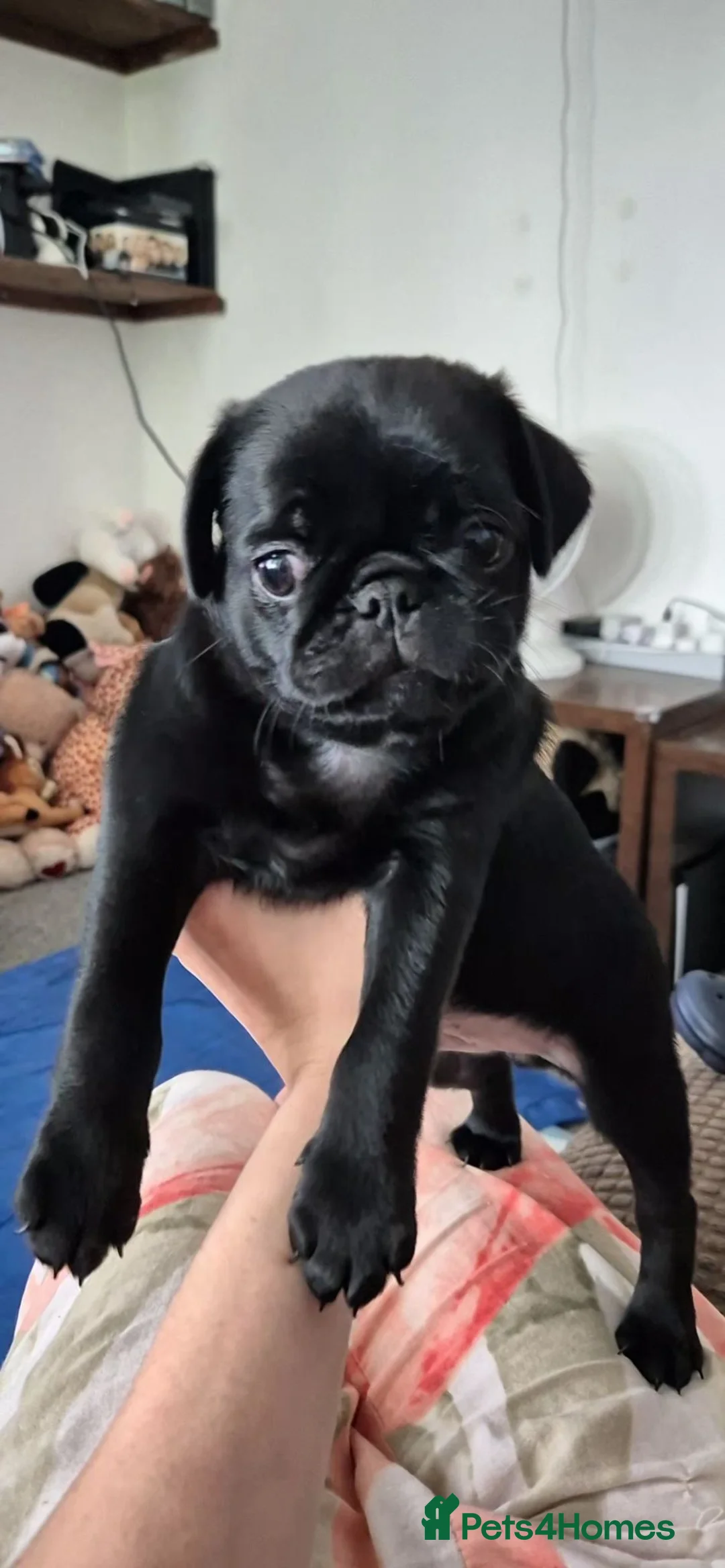 Pug dogs for sale: 3x pug girls 1x pug boy - Advert 2