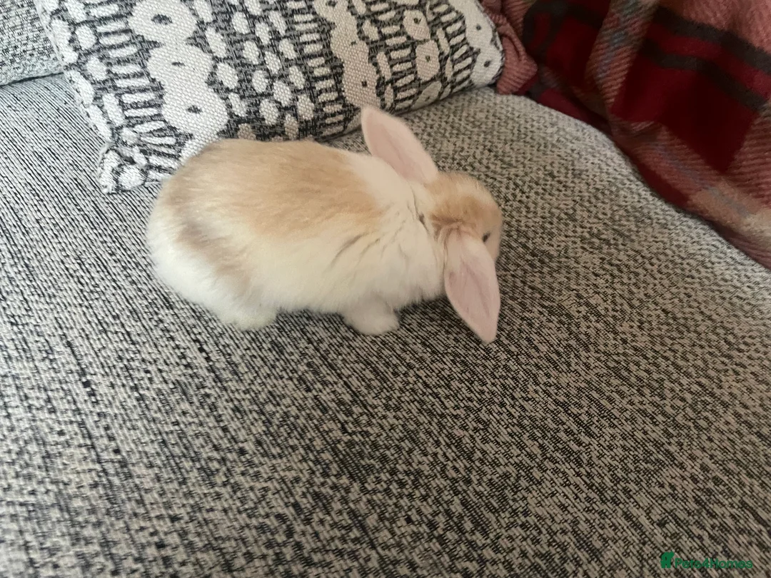 Mini Lop rabbits for sale: Mini Lop kits - Advert 2