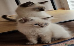 Ragdoll cats for sale: 🌟 Stunning  Pedigree Ragdoll Kittens 🌟 - Image 1