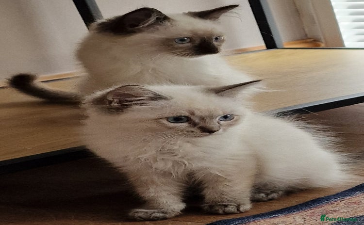 Ragdoll cats - Advert 7
