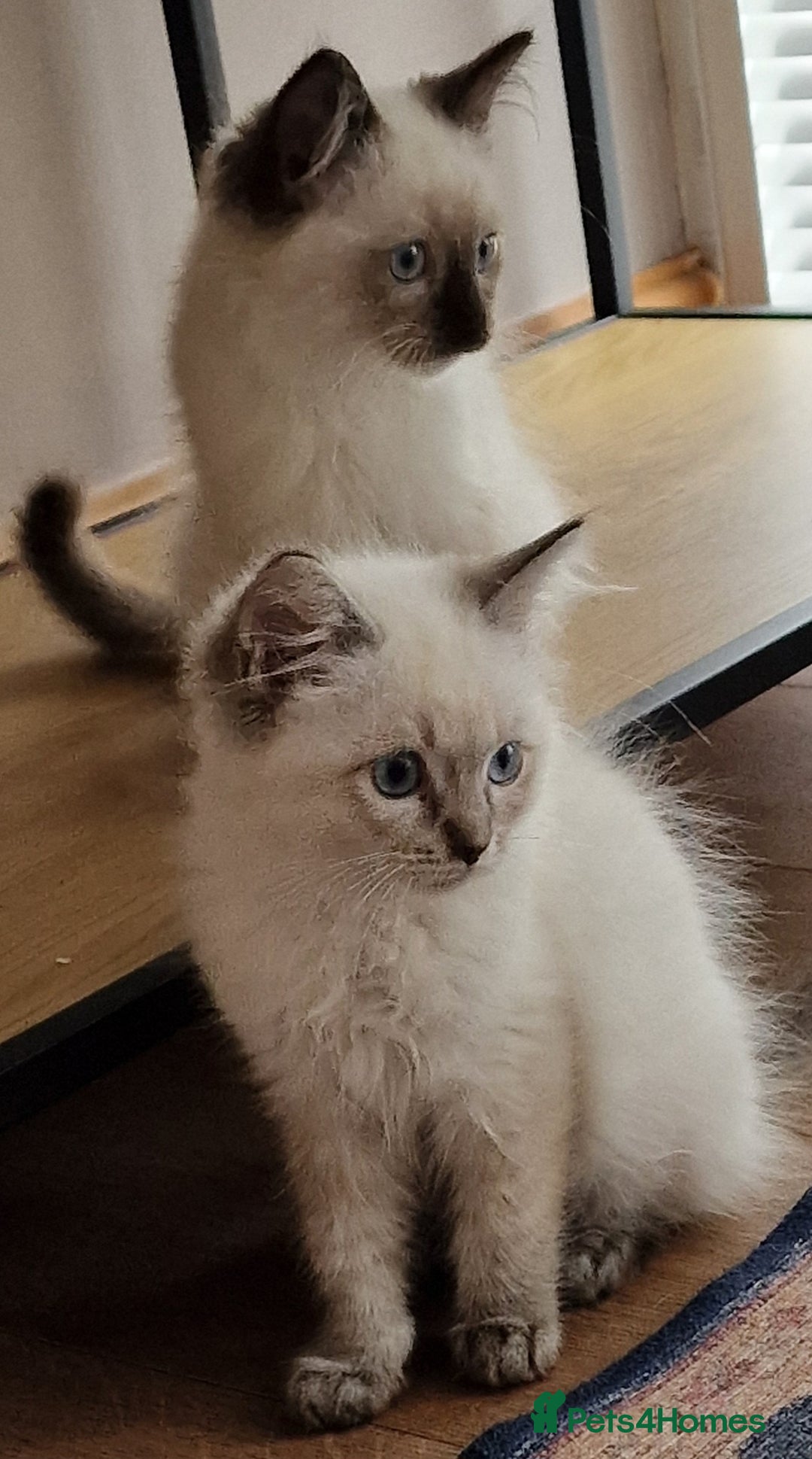 Ragdoll cats for sale: 🌟 Stunning  Pedigree Ragdoll Kittens 🌟 - Image 1