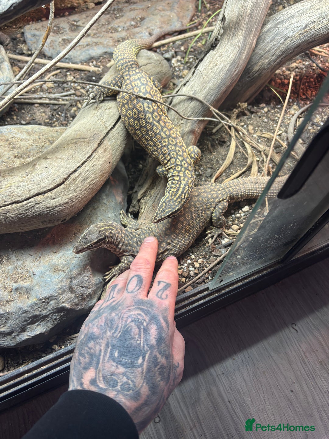 Monitor reptiles for sale: Pair of ackies monitors  - Advert 3