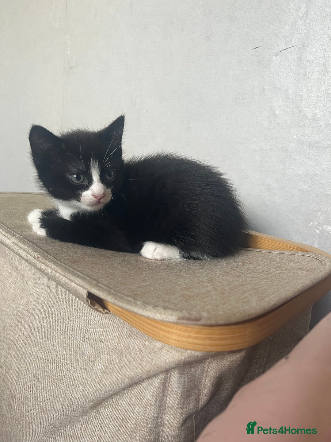 Mixed Breed cats for sale: 3 Beautiful and Playful Kittens - Image 8