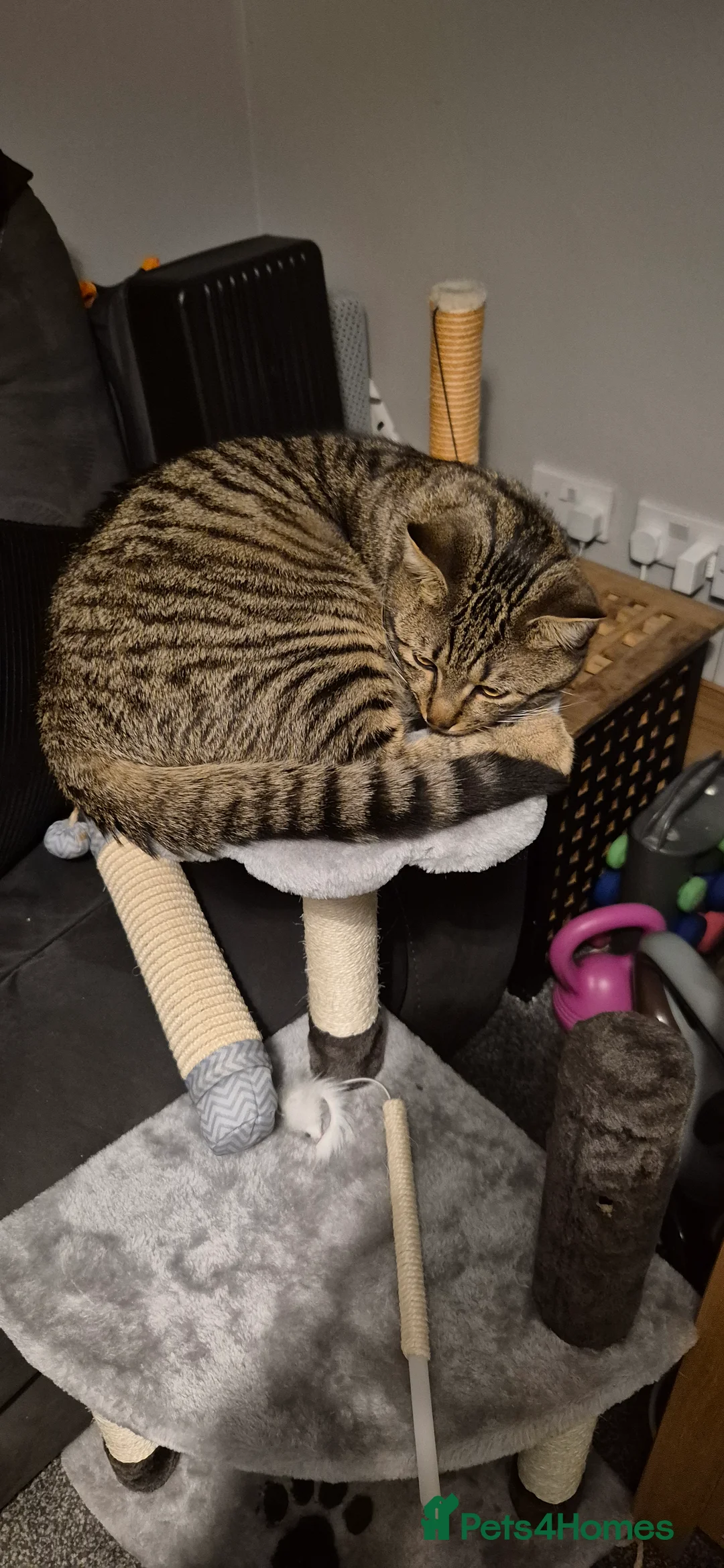 British Shorthair cats for sale: Beautiful male tabby  - Advert 2