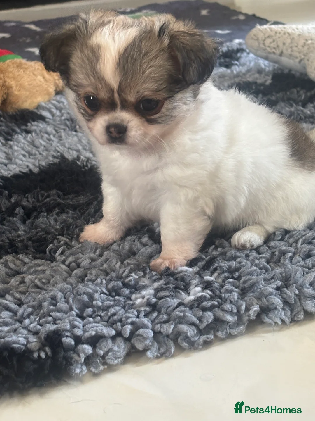 Pomchi dogs for sale: Beautiful female pomchi - Advert 2