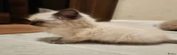 Ragdoll cats for sale: Purebred Ragdoll Kittens, Ready to Go - Advert 21