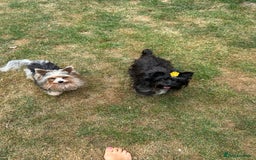 Yorkshire Terrier dogs for sale: Colourful Yorkshire terrier - Image 22