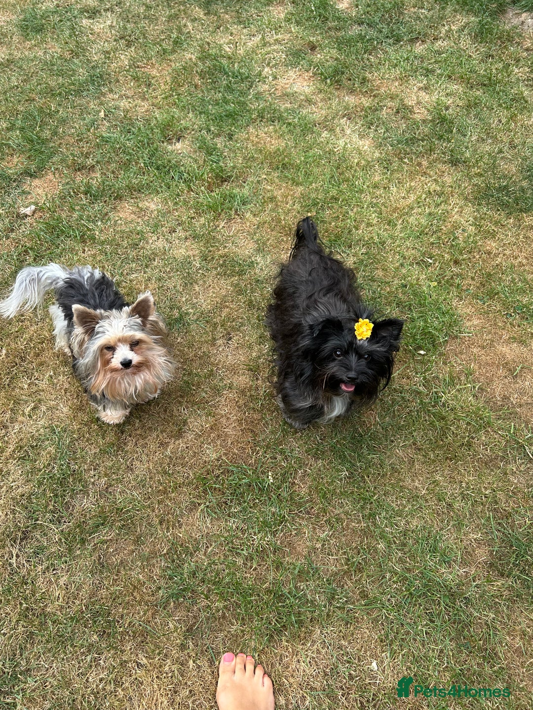 Yorkshire Terrier dogs for sale: Colourful Yorkshire terrier - Image 22