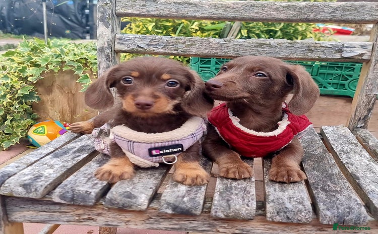 Doxiepoo dogs - Advert 4