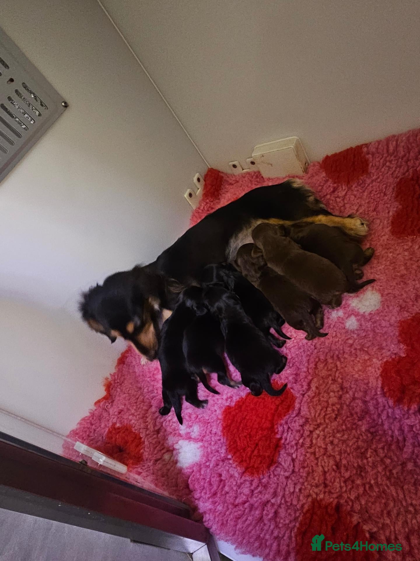 Miniature Dachshund dogs 4 miniature dachshund puppies  - Advert 13