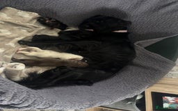 Cocker Spaniel dogs for sale: Cocker spaniel puppies for sale  - Advert 4