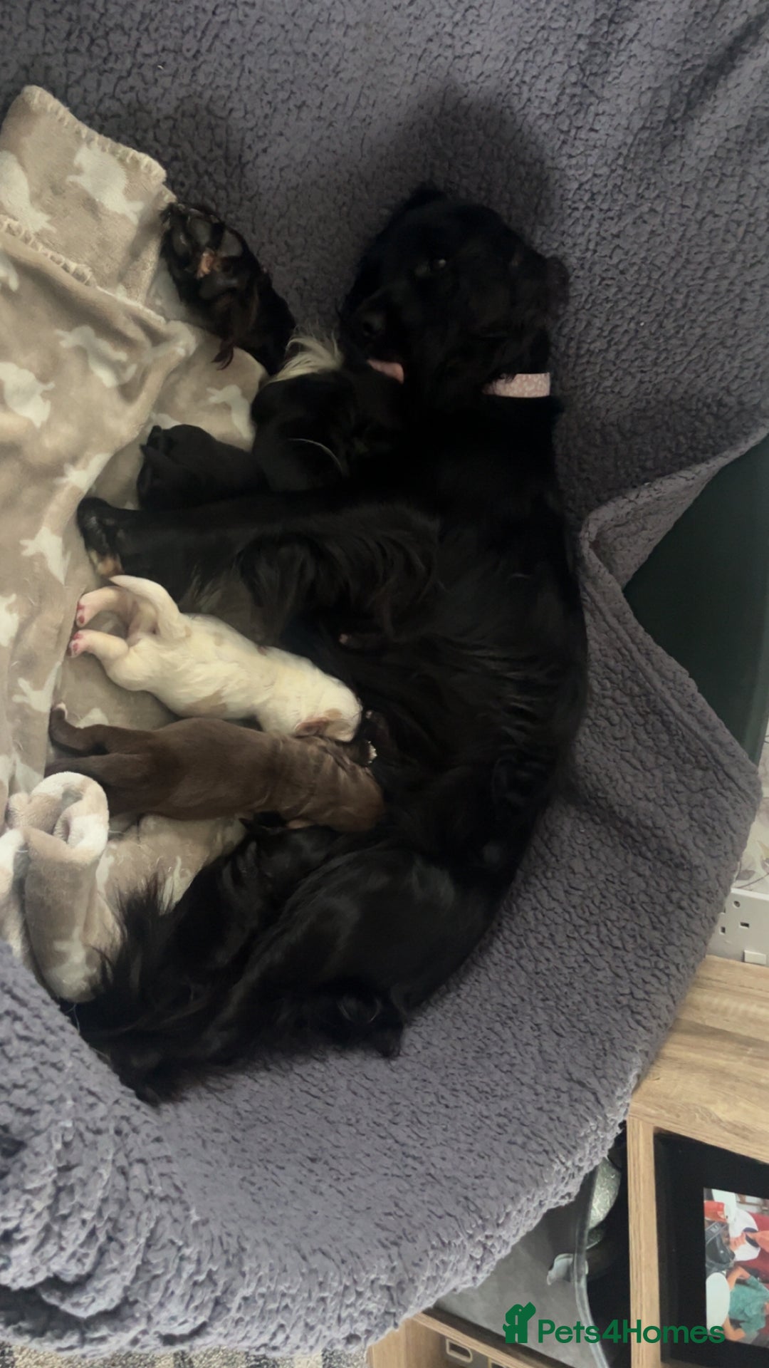 Cocker Spaniel dogs for sale: Cocker spaniel puppies for sale  - Advert 4