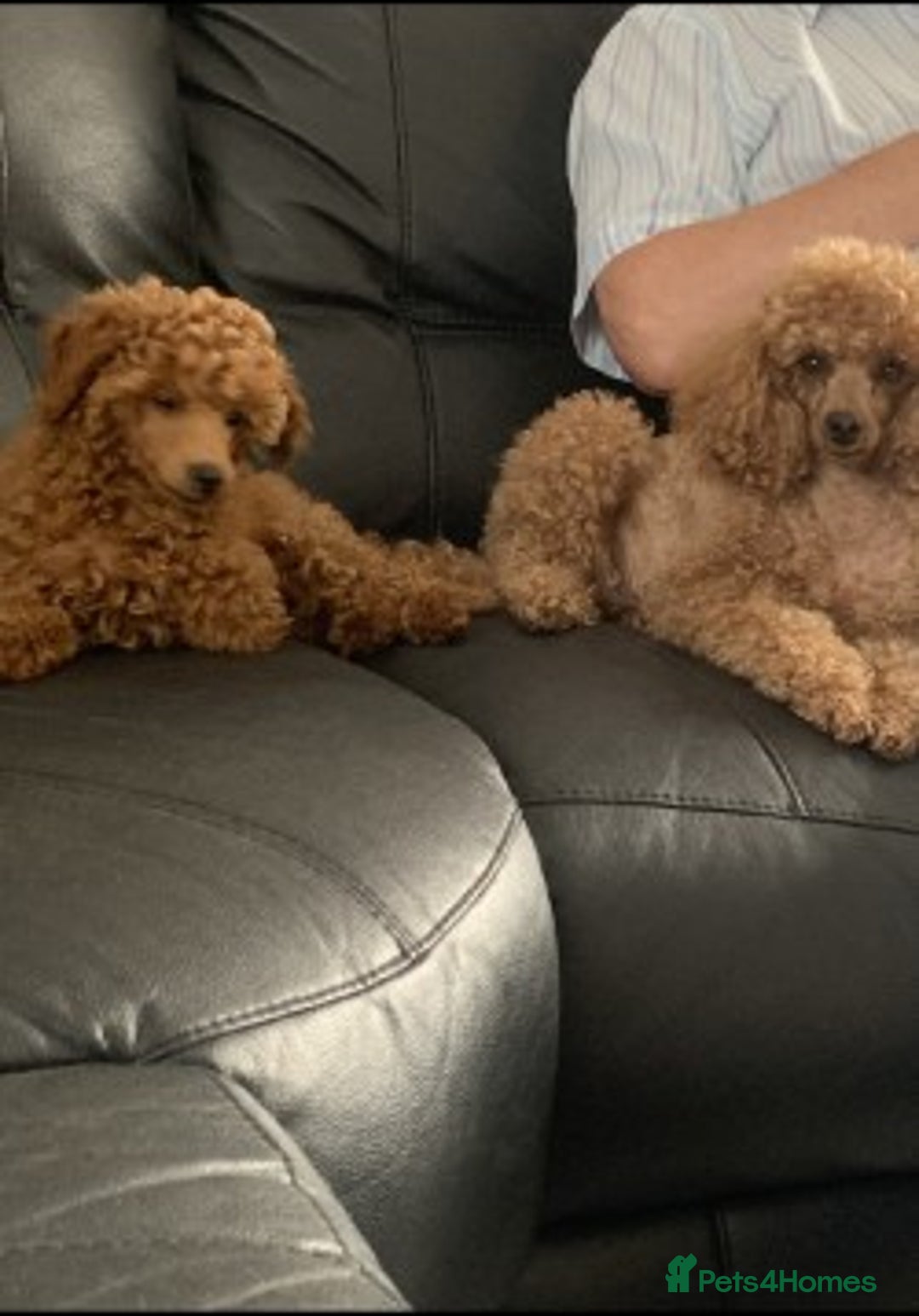 Toy Poodle dogs for sale: KC Reg. Mr Sunshine & Miss Scarlett remain ! - Advert 6
