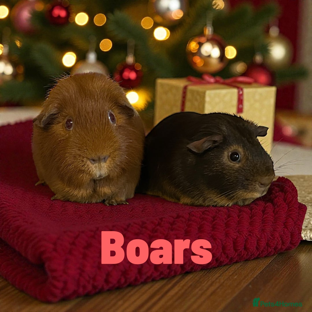 Guinea Pig rodents for sale: Pairs of Guinea Pigs Boars & Sows - Advert 3