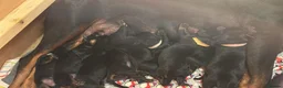 Rottweiler dogs for sale: Rottweiler puppies  - Advert 8