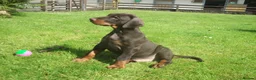 Dobermann dogs for sale: Torcheney Puppies Due March 2026 - Wait List Open - Advert 8