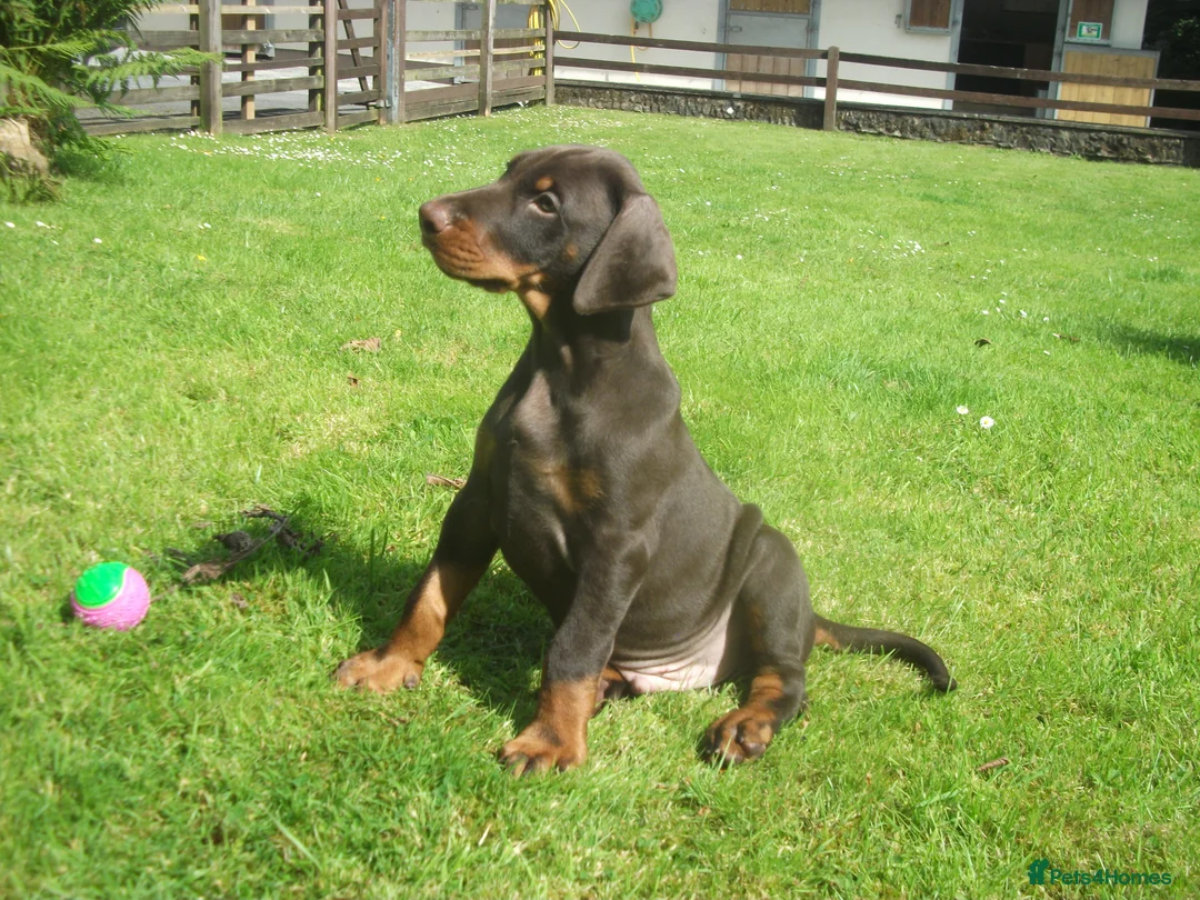 Dobermann dogs for sale: Torcheney Puppies Due March 2026 - Wait List Open - Advert 8