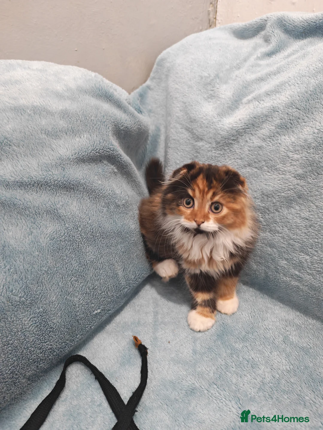 Mixed Breed cats for sale: Sccotis flod & Fluffy kittens VIDEOS - Advert 19