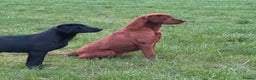 Labrador Retriever dogs for stud: Extremely Dark Red,Fully health tested,Proven stud in York - Advert 5