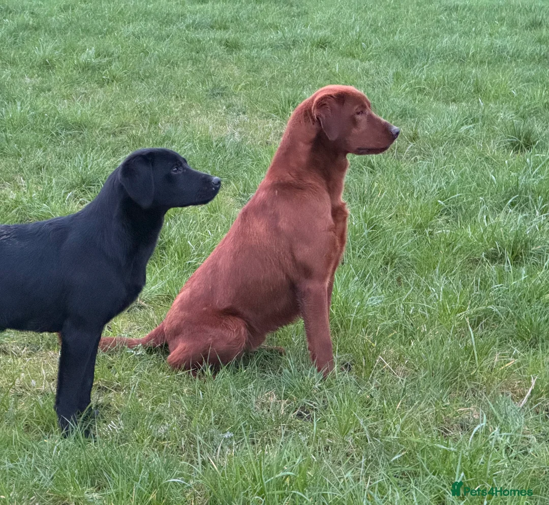 Labrador Retriever dogs for stud: Extremely Dark Red,Fully health tested,Proven stud in York - Advert 5