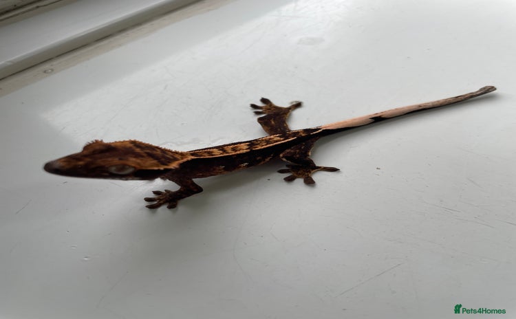 Gecko reptiles - Advert 13