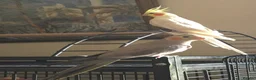 Cockatiels birds for sale: 2x cocktails, large cage & food for sale  in Maidstone - Advert 1