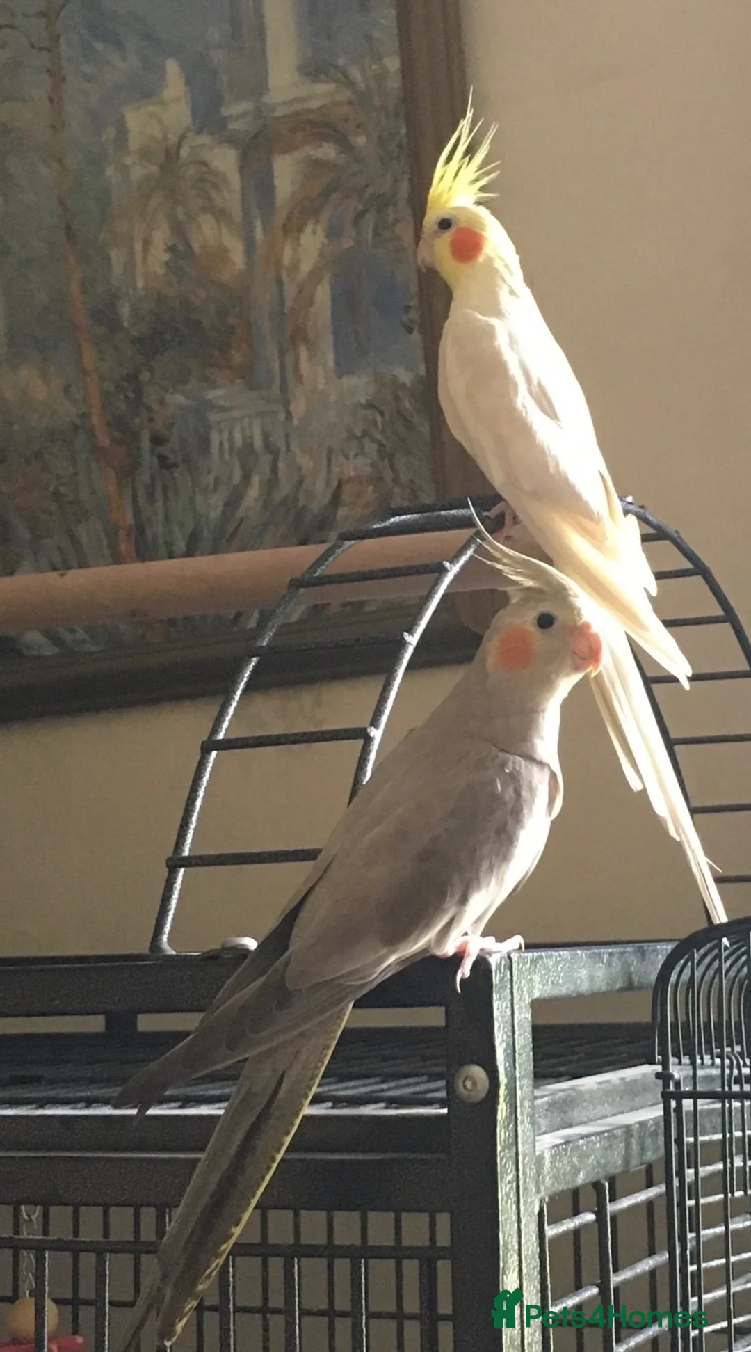 Cockatiels birds for sale: 2x cocktails, large cage & food for sale  in Maidstone - Advert 1