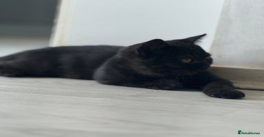British Shorthair cats - Advert 12