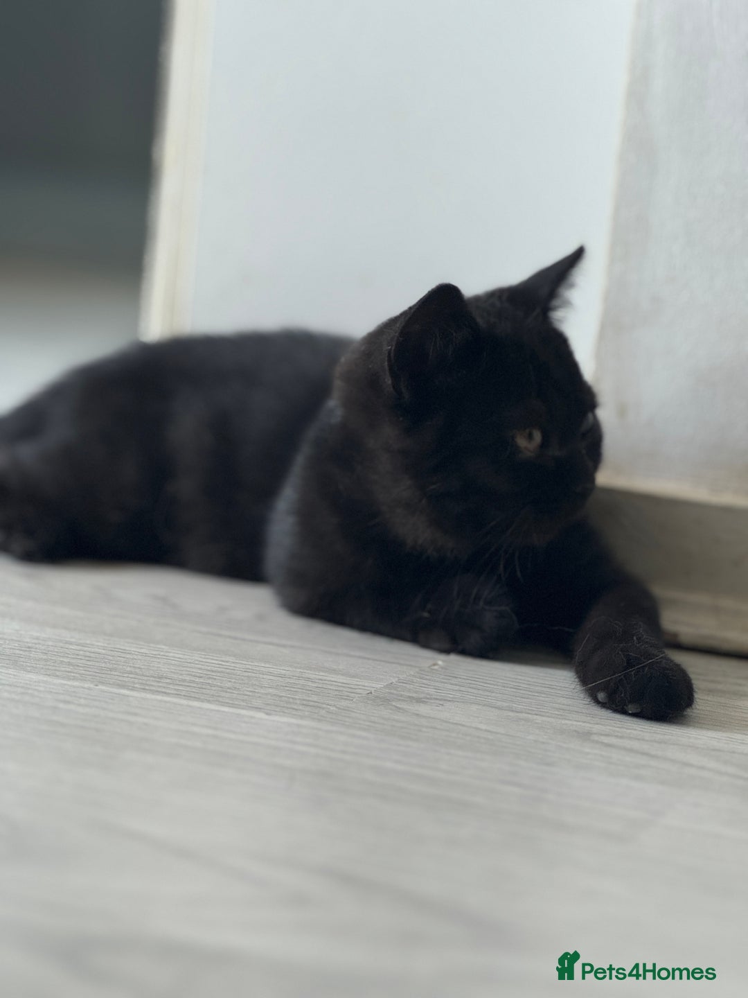 British Shorthair cats for sale: Last charming British shorthairKitten Available - Image 3