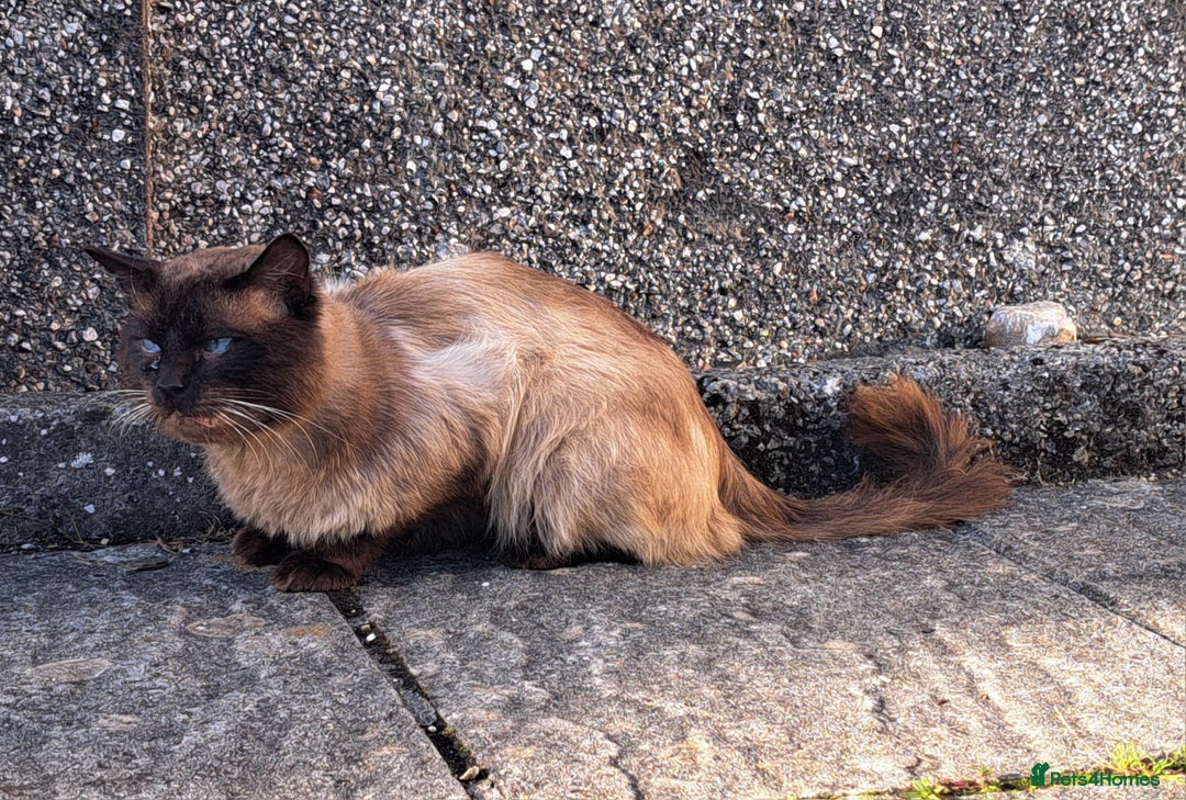 Ragdoll cats for sale: Kittens due very soon snow bengal x ragdoll  - Image 2