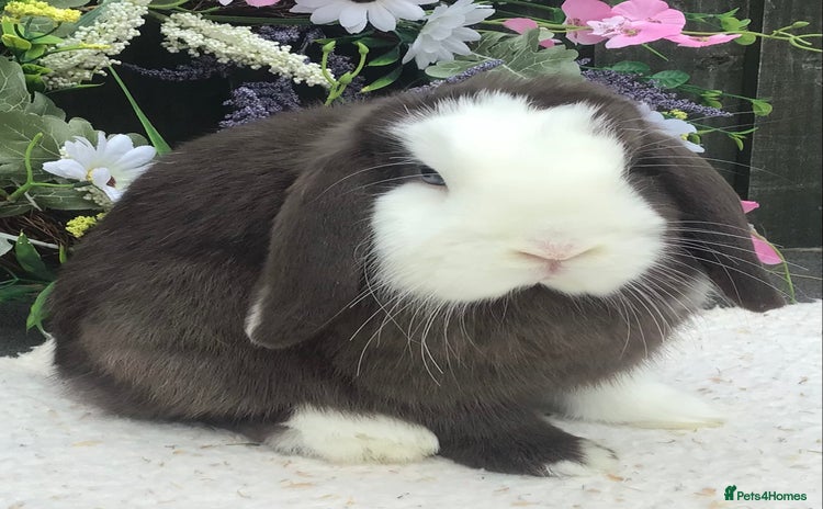Mini Lop rabbits - Advert 1