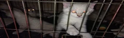 Mixed Breed cats for sale: Kittens for rehoming  in Dunfermline - Advert 6