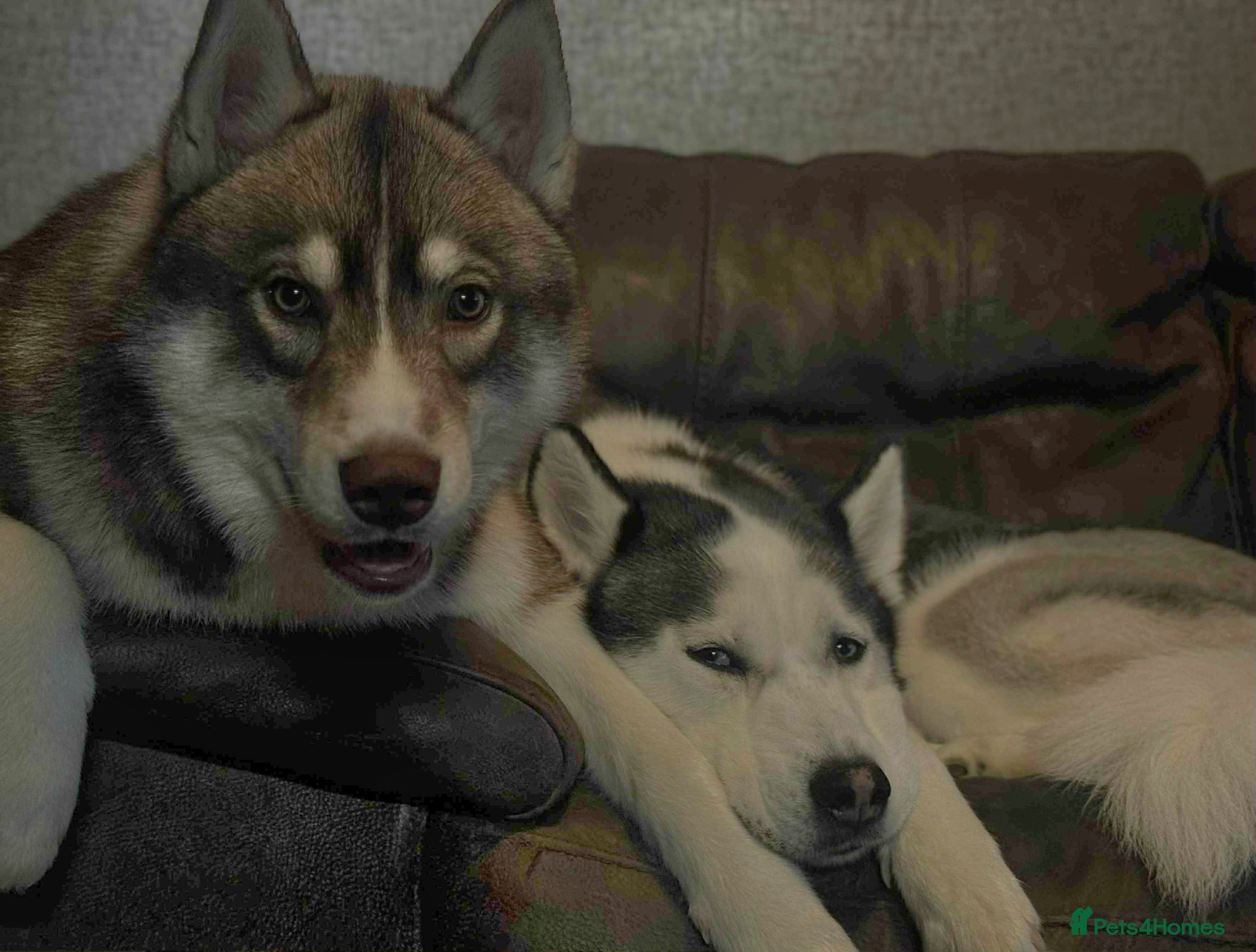 Siberian Husky dogs Siberian Huskey Puppies - Advert 17