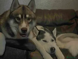 Siberian Husky dogs Siberian Huskey Puppies - Advert 17