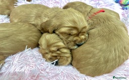 Cocker Spaniel dogs for sale: Top Quality KC Show Cockers FN PRCD-PRA CLEAR - Image 21
