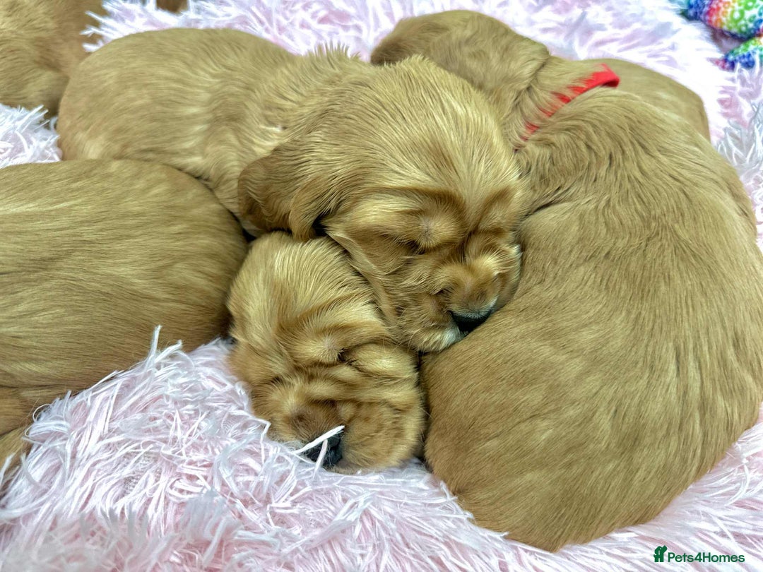 Cocker Spaniel dogs for sale: Top Quality KC Show Cockers FN PRCD-PRA CLEAR - Image 21