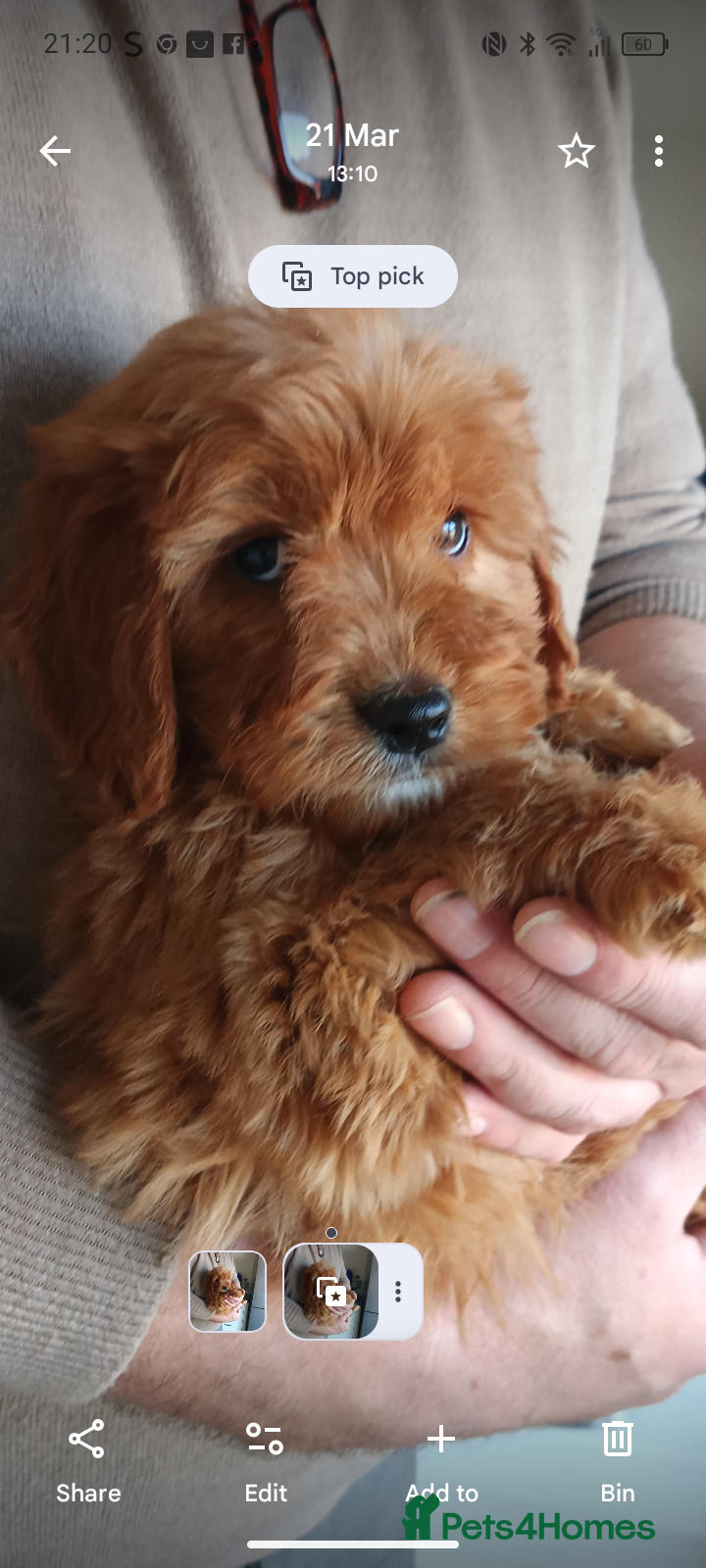 Cockapoo dogs Cockapoo F1 last fox red boy/ sable girl !!!. - Advert 1