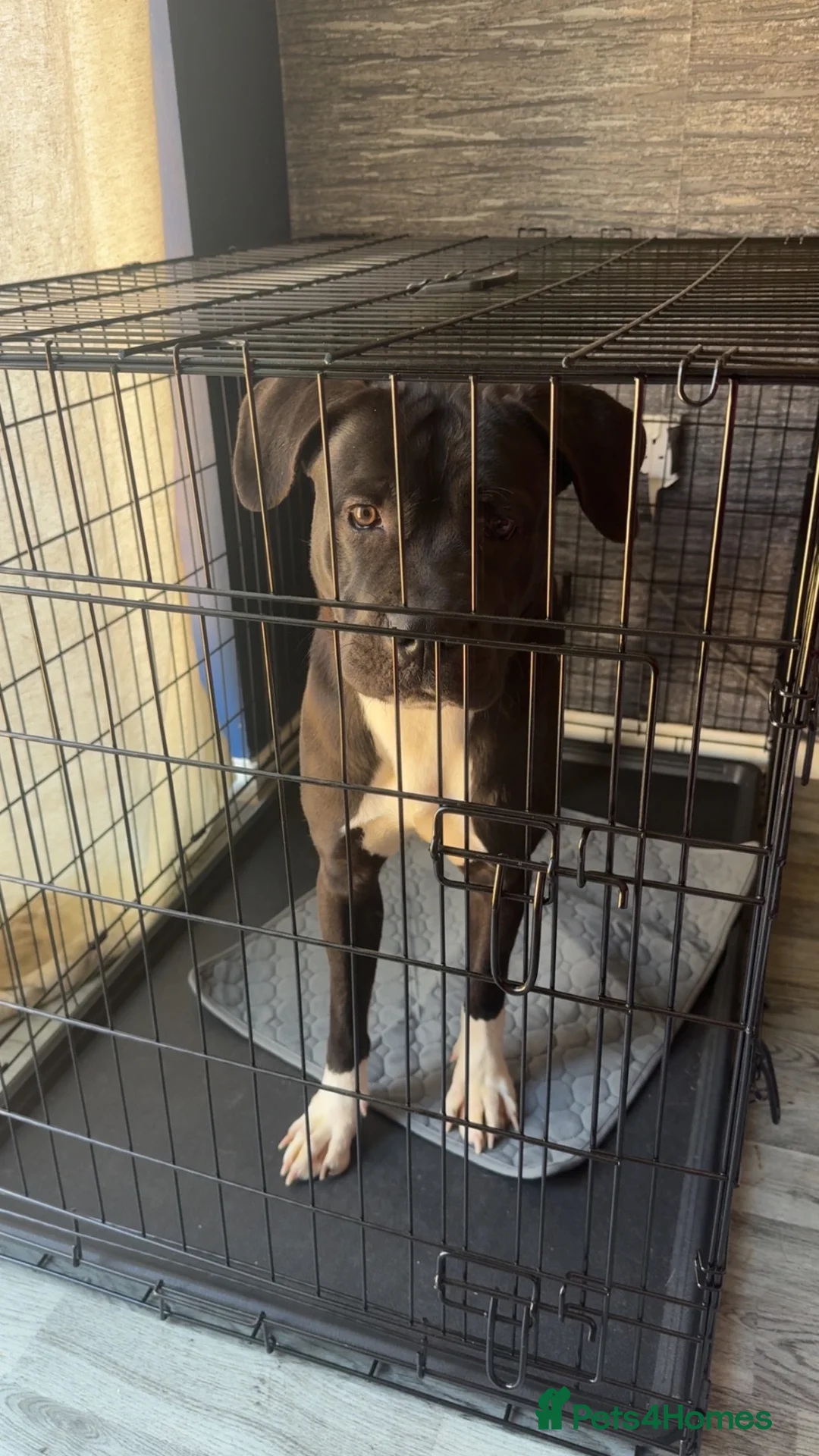 Mixed Breed dogs for sale: Lila - 1 year old cane corso cross  in Newcastle upon Tyne - Advert 3