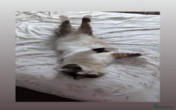 Ragdoll cats for sale: 🧁Sweet ragdolls - Image 32