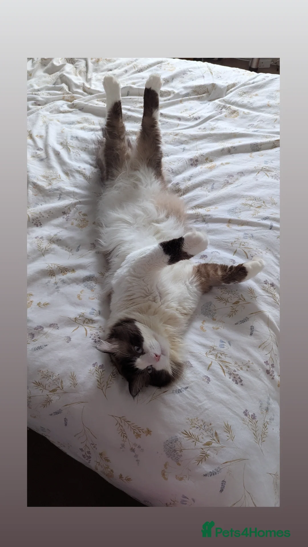 Ragdoll cats for sale: 🧁Sweet ragdolls - Image 32