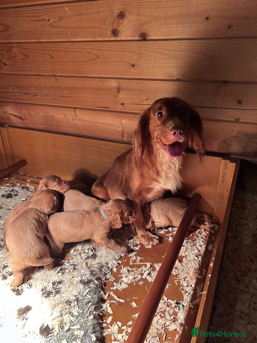 Cocker Spaniel dogs for sale: Cocker spaniel puppies  - Advert 8