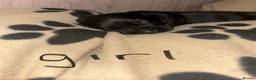 Mixed Breed dogs for sale: Docker Puppies  in Sittingbourne - Advert 6