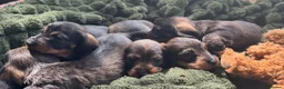Miniature Dachshund dogs for sale: Miniature Wire haired Dachshund  - Advert 18